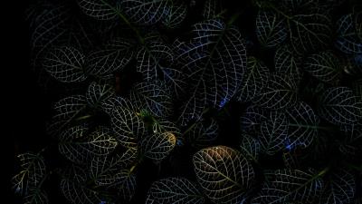Leaves veins macro 4k wallpaper