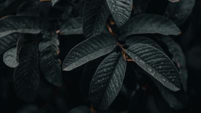 Leaves wet macro 4k wallpaper
