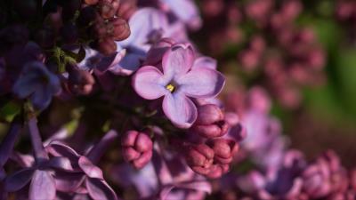 Lilac inflorescence spring 4k wallpaper