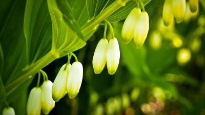 Lilies flowers branches leaves 4k wallpaper
