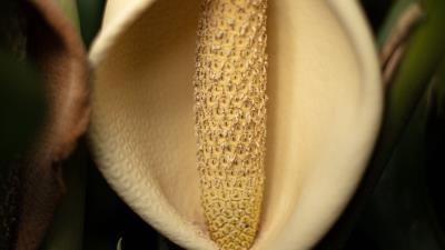 Lily flower white 4k wallpaper