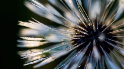 Macro closeup dew 4k wallpaper