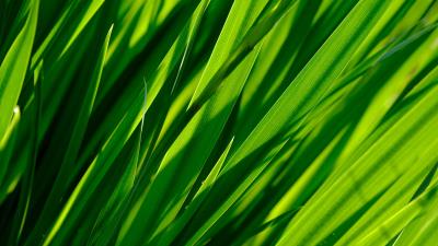 Macro grass large 4k wallpaper