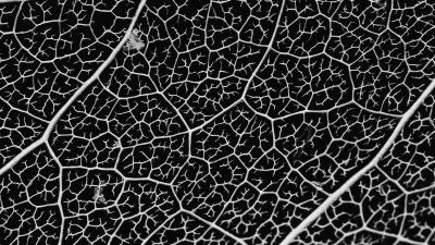 Macro veins leaf 4k wallpaper