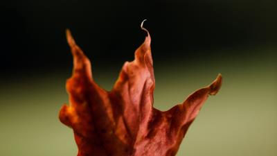 Maple leaves autumn 4k wallpaper