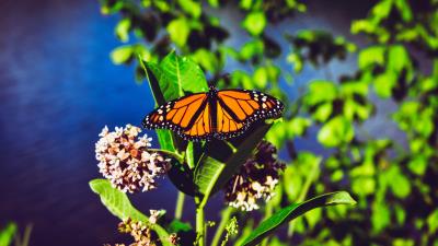 Monarch butterfly butterfly bright 4k wallpaper