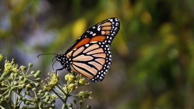 Monarch butterfly butterfly brown 4k wallpaper