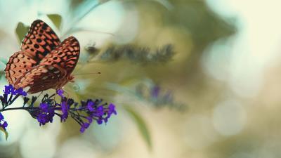 Monarch butterfly butterfly flower 4k wallpaper