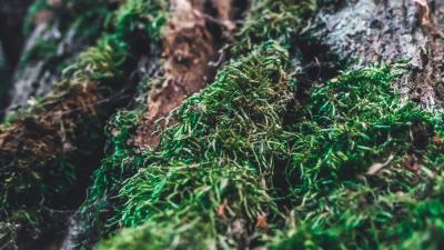 Moss bark tree 4k wallpaper