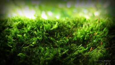 Moss green macro signature anatoliy nigely 4k wallpaper