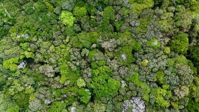 Moss lichen plant 4k wallpaper