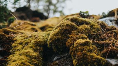 Moss macro stones 4k wallpaper