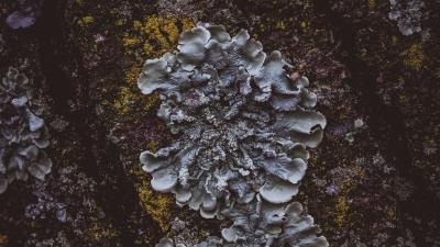 Moss mushroom bark surface 4k wallpaper