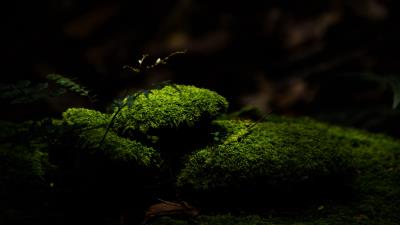 Moss stones macro 4k wallpaper