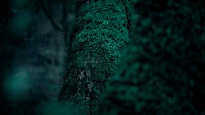 Moss vegetation leaves 4k wallpaper
