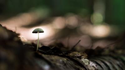 Mushroom macro closeup 4k wallpaper