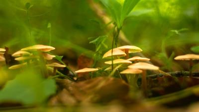 Mushrooms grass macro 4k wallpaper