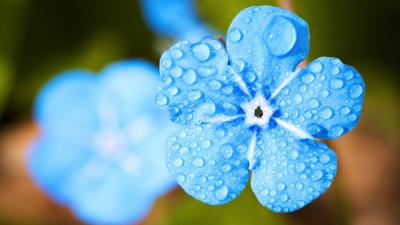 Myosotis forget macro drops blue 4k wallpaper