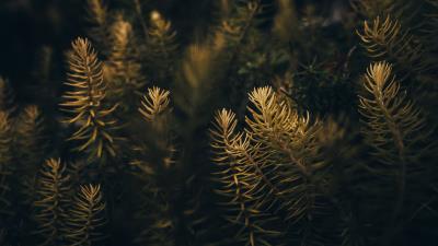 Needles branches macro 4k wallpaper