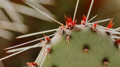 Opuntia cactus spines 4k wallpaper