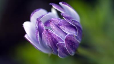 Osteospermum flower bud close up 4k wallpaper