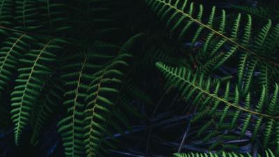 Ostrich fern fern leaves 4k wallpaper
