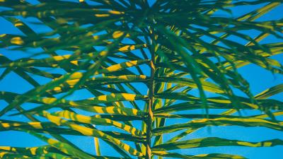 Palm branch leaves 4k wallpaper