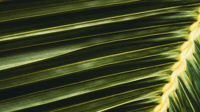 Palm leaf branch 4k wallpaper