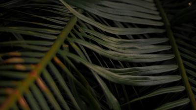 Palm leaves branches 4k wallpaper