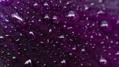 Petal drops macro 4k wallpaper