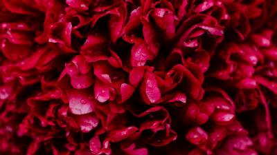 Petals drops pink 4k wallpaper