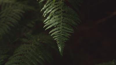 Photography fern branch plant 4k wallpaper