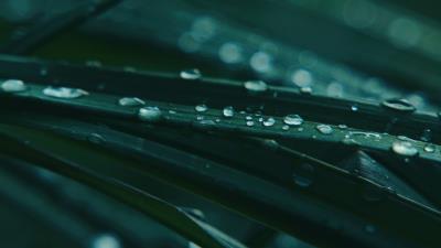Photography grass drops dew 4k wallpaper
