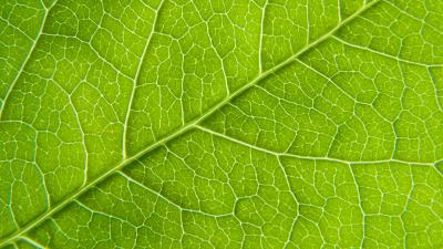 Photography leaf macro green 4k wallpaper