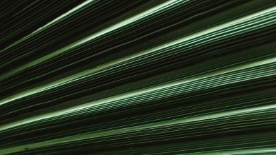 Photography leaf macro stripes 4k wallpaper