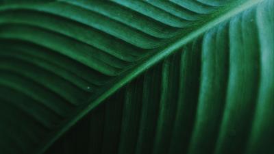 Photography leaf macro veins 4k wallpaper
