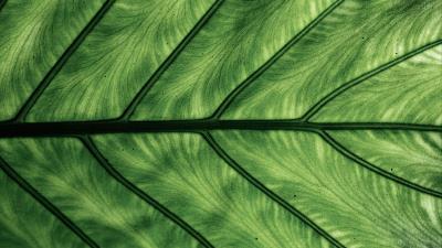 Photography leaf veins macro 4k wallpaper
