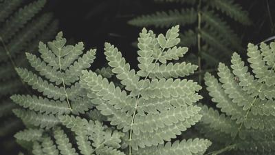 Photography leaves branch macro 4k wallpaper