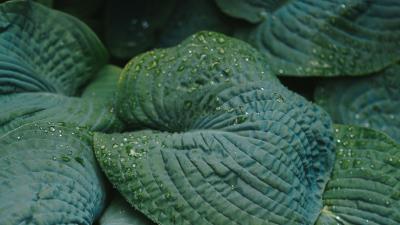 Photography leaves drops dew 4k wallpaper