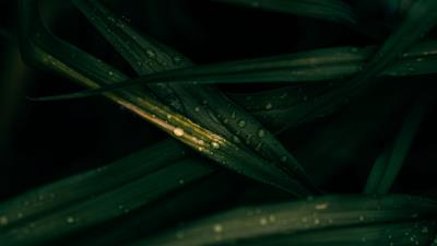 Photography leaves drops macro 4k wallpaper