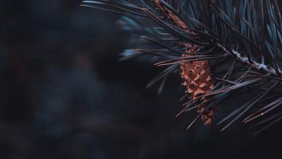 Pine branch cone 4k wallpaper
