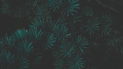 Pine branch macro 4k wallpaper