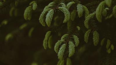 Pine branches needles 4k wallpaper