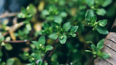 Plant green macro 4k wallpaper