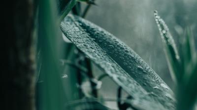 Plant leaves houseplant 4k wallpaper