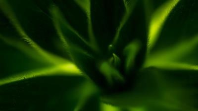 Plant leaves macro photography 4k wallpaper