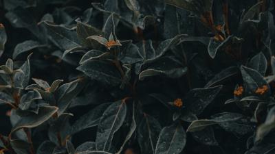 Plant leaves wet 4k wallpaper