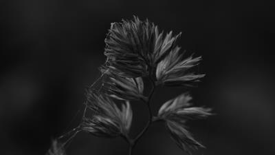 Plant macro bw 4k wallpaper