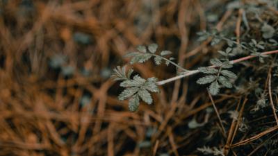 Plant macro grass 4k wallpaper