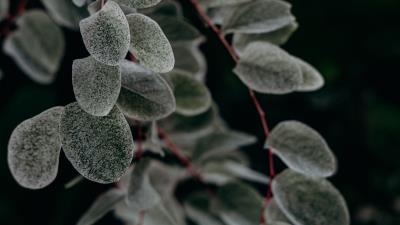 Plant macro leaf 4k wallpaper